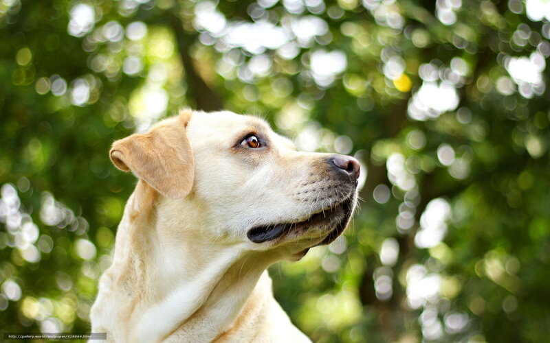 yellow labrador in nature