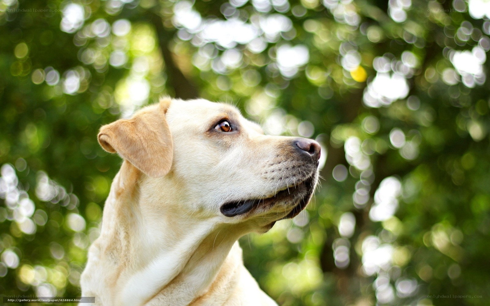 yellow labrador in nature