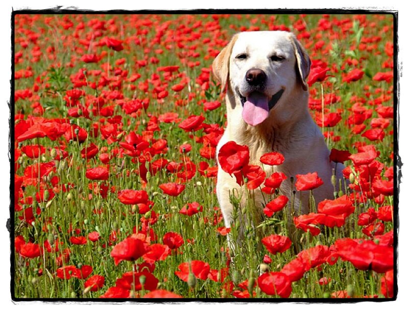 Yellow Labrador in Poppies