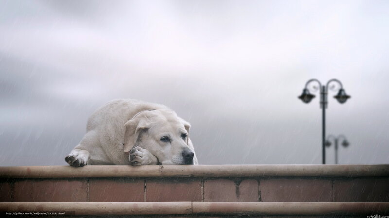 Yellow Labrador in Rain — Gray, Melancholic