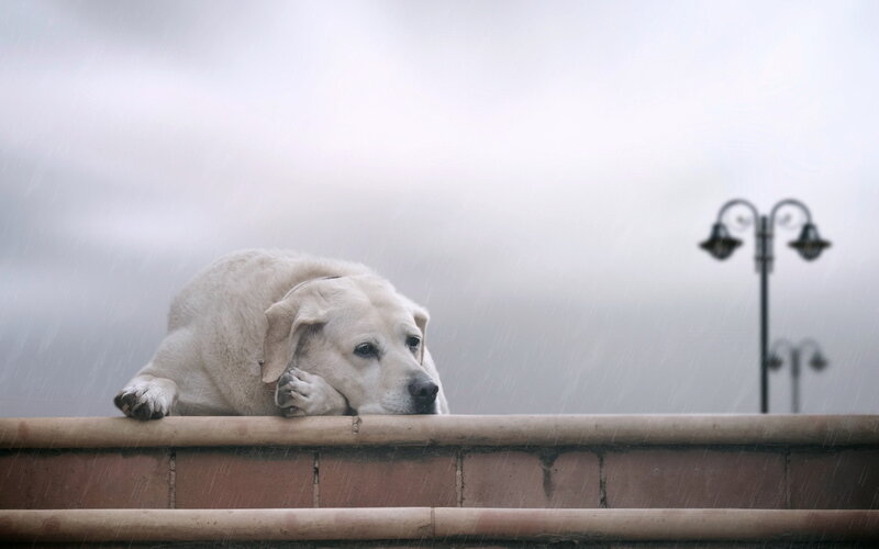 Yellow Labrador in Rain — Gray