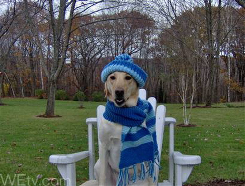 Yellow Labrador in Scarf