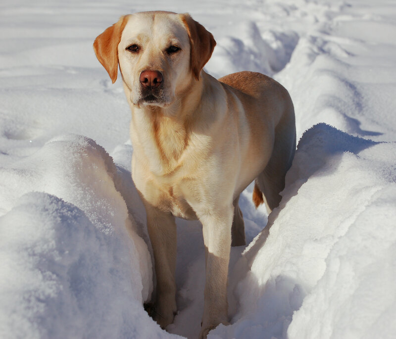 Yellow Labrador in Snow — Calm