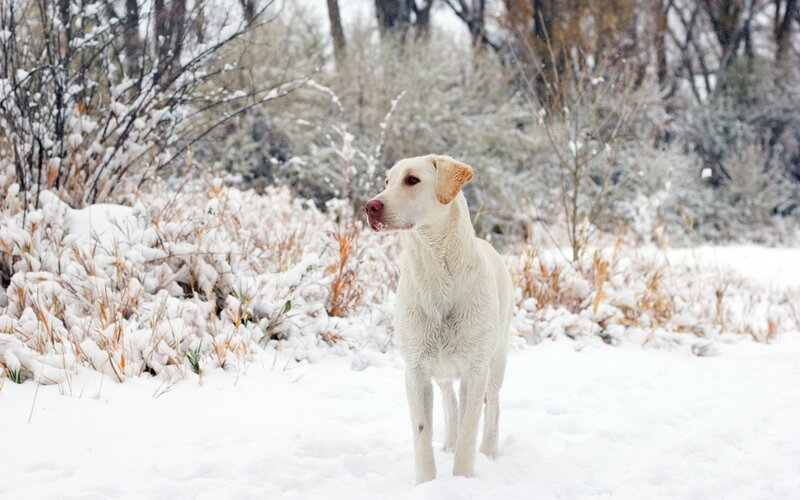 Yellow Labrador in Snow — White, Calm