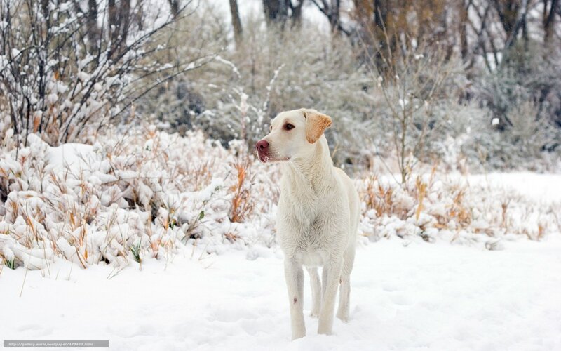 Yellow Labrador in Snow — White, Calm, Winter, Photograph, Bushes