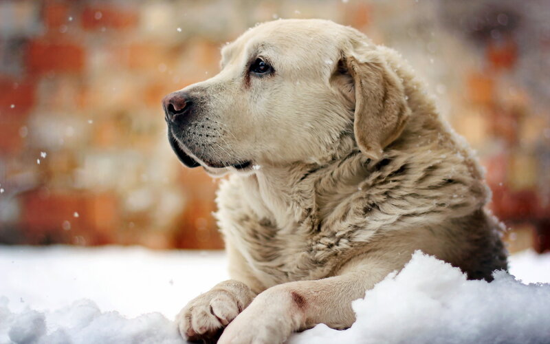 Yellow Labrador in Snow — White, Calm, Winter