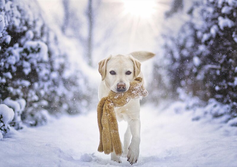 Yellow Labrador in Snow — White, Peaceful