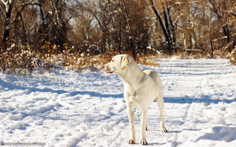 Yellow Labrador in Snow — White, Serene