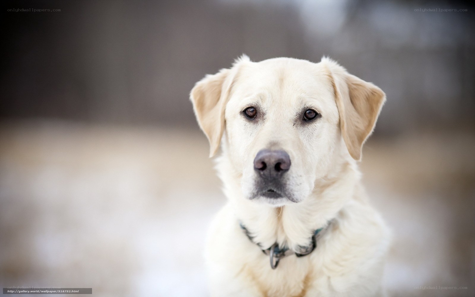 yellow labrador in snow