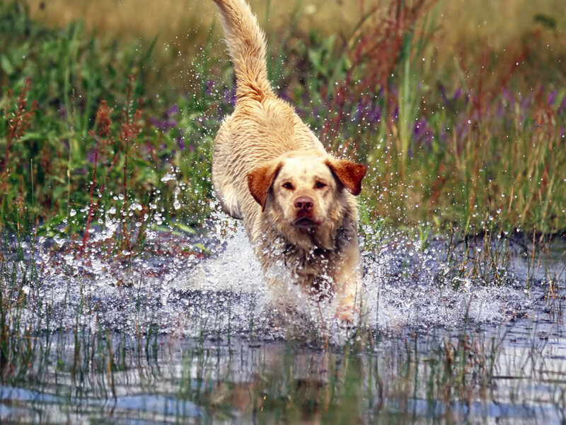 Yellow Labrador in Water — Brown