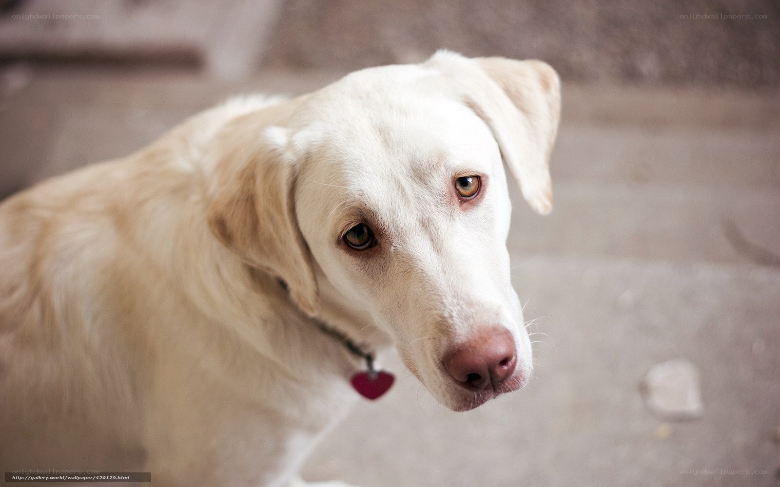 yellow labrador looking up