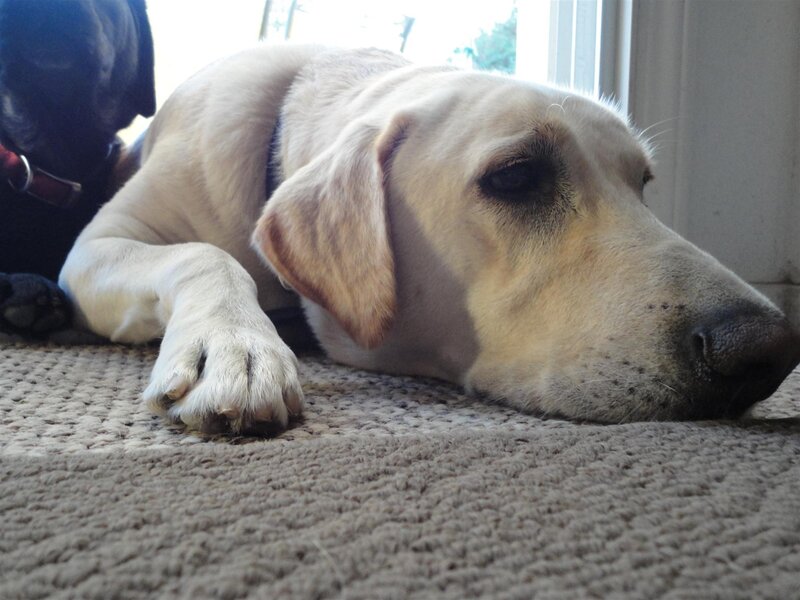 Yellow Labrador Lying — Beige
