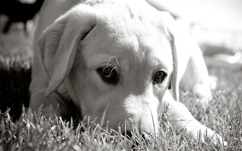 Yellow Labrador Lying — Black