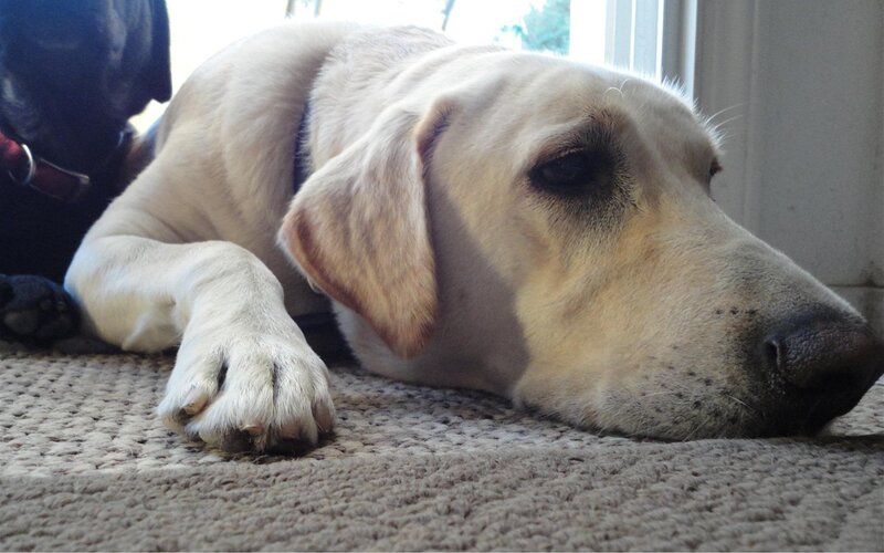 Yellow Labrador Lying Down — Beige