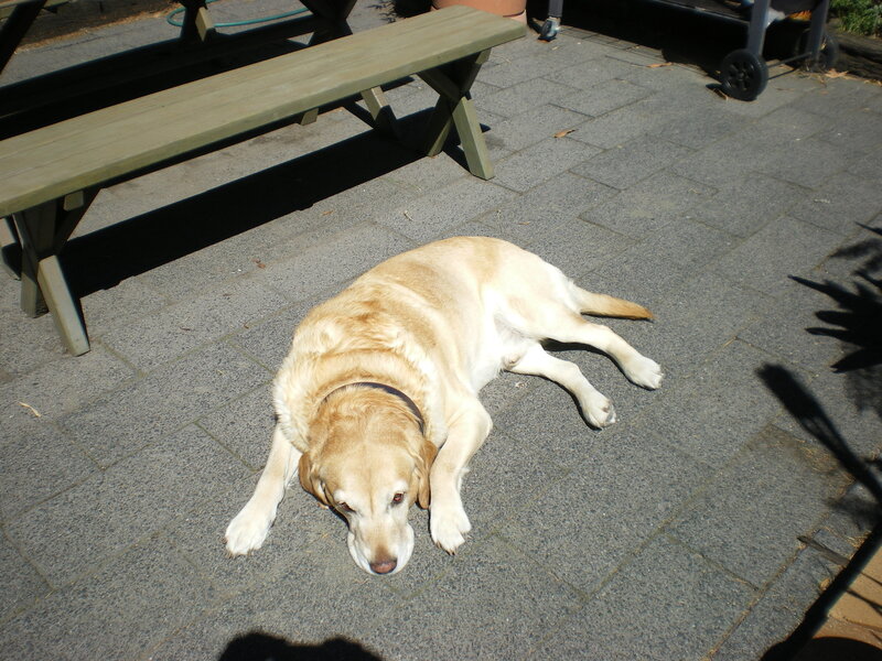 Yellow Labrador Lying Down
