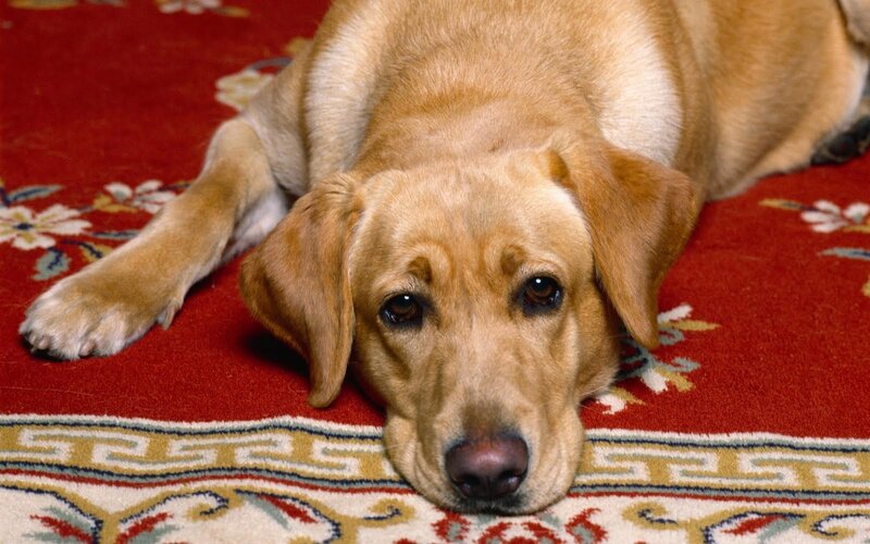 Yellow Labrador Lying