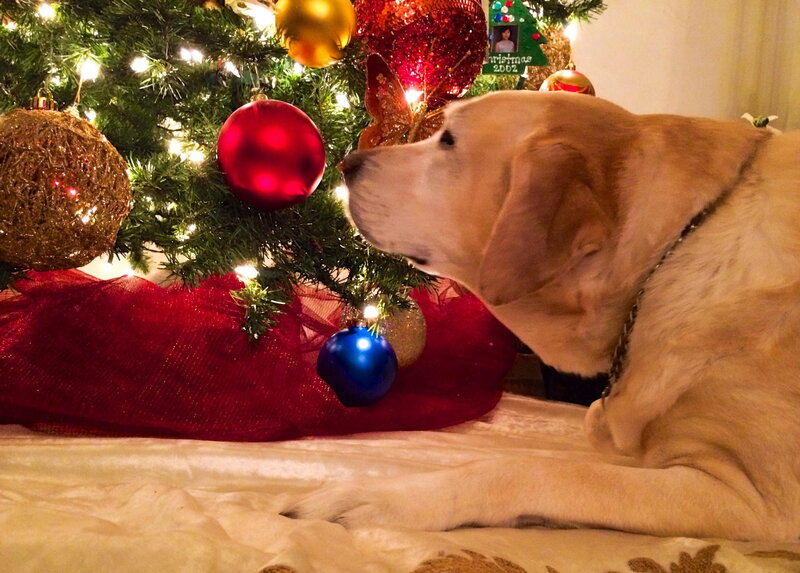 Yellow Labrador Near Tree