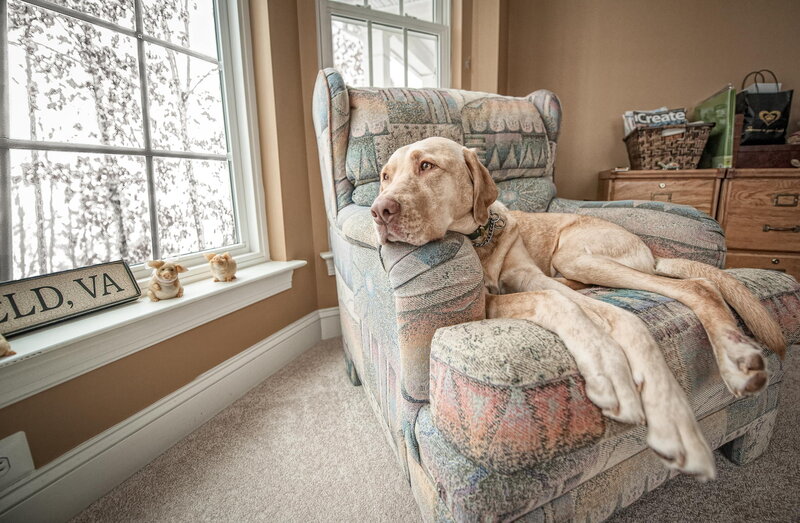 Yellow Labrador on Armchair