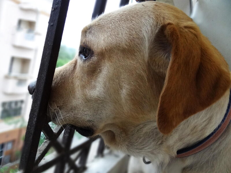 Yellow Labrador on Balcony