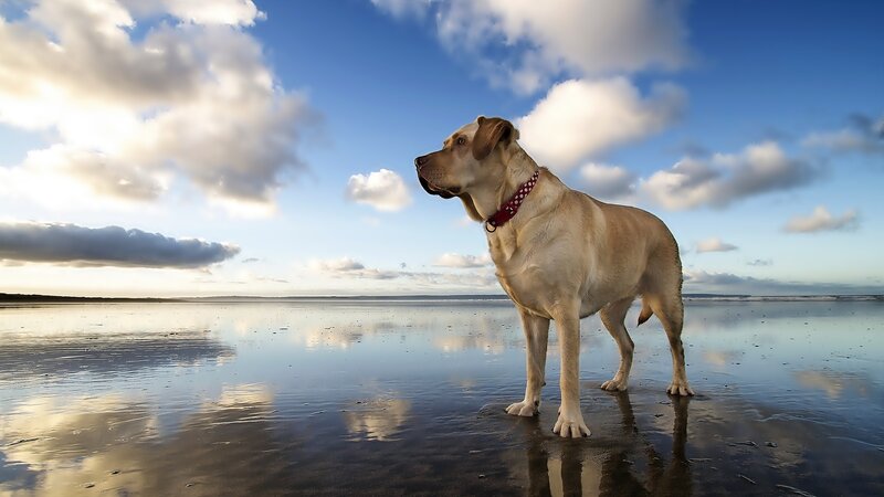 Yellow Labrador on Beach — Blue, Serene