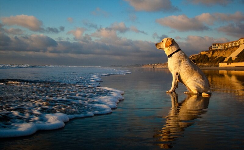Yellow Labrador on Beach — Blue