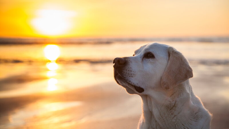 Yellow Labrador on Beach — Gold