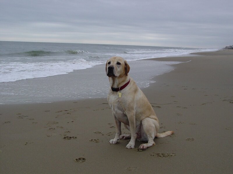 Yellow Labrador on Beach