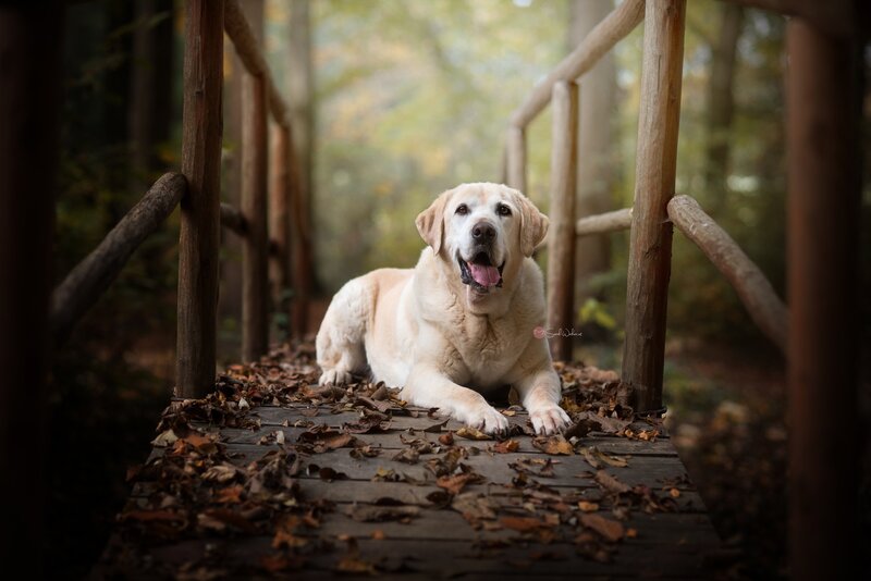 Yellow Labrador on Bridge