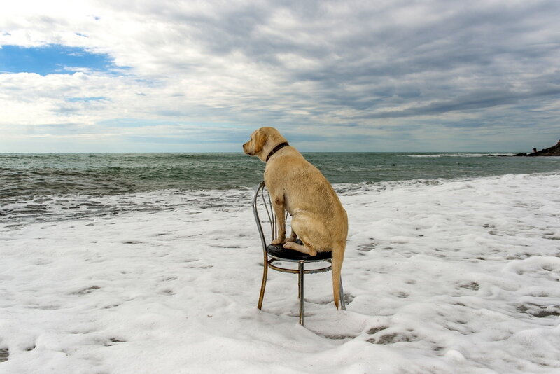 Yellow Labrador on Chair