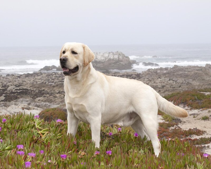 Yellow Labrador on Coast