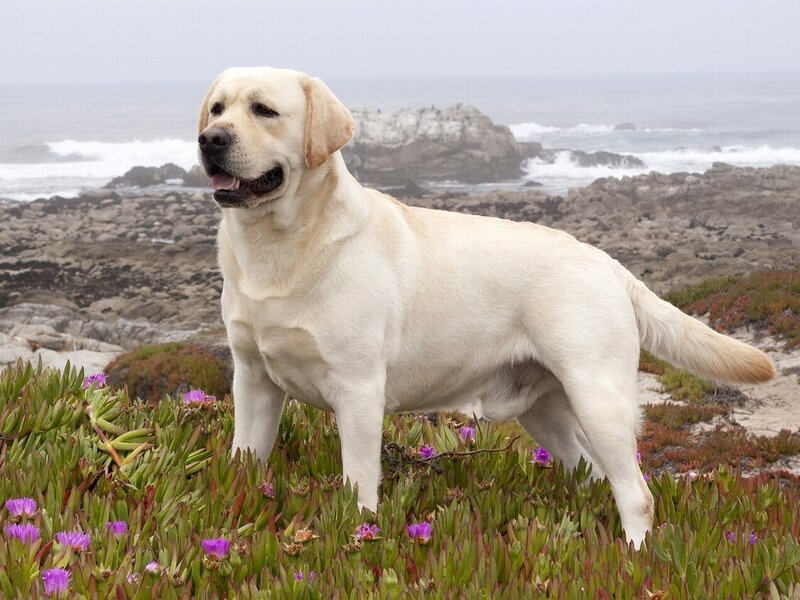 Yellow Labrador on Coast — White