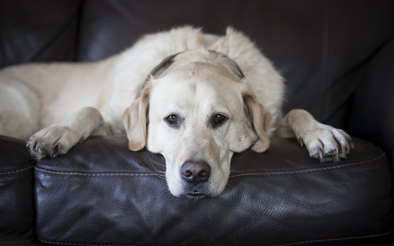 Yellow Labrador on Couch