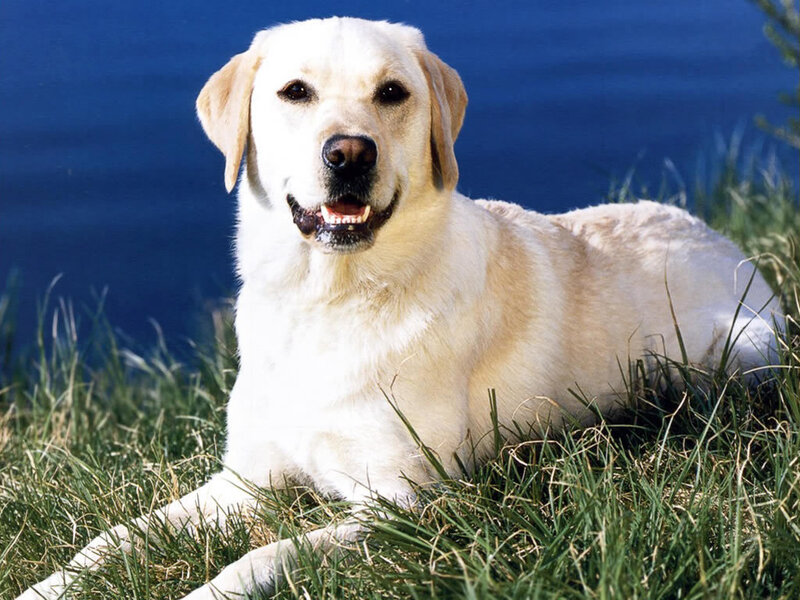 yellow labrador on grass