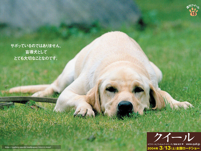 Yellow Labrador on Grass