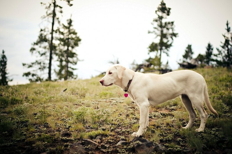 Yellow Labrador on Hillside