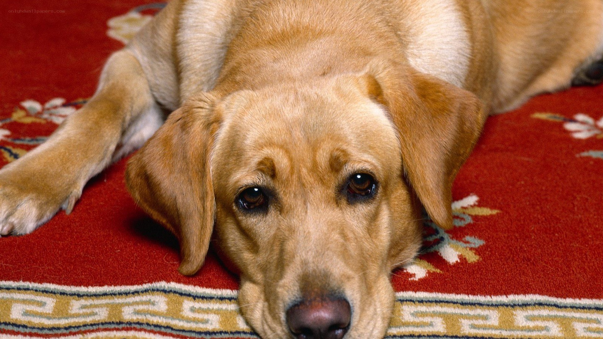 yellow labrador on red rug