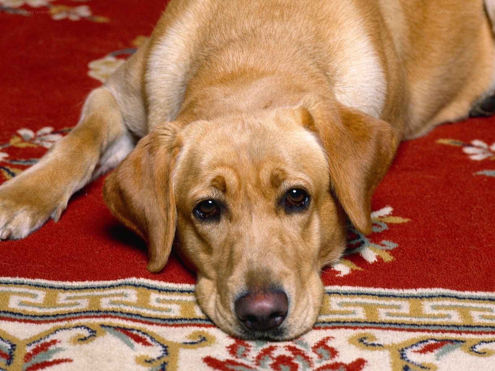 yellow labrador on rug