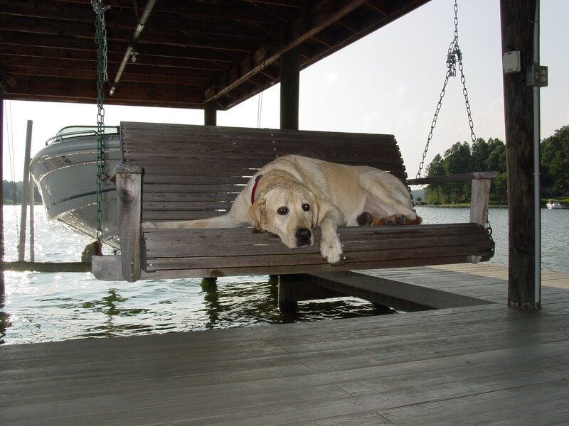 Yellow Labrador on Swing