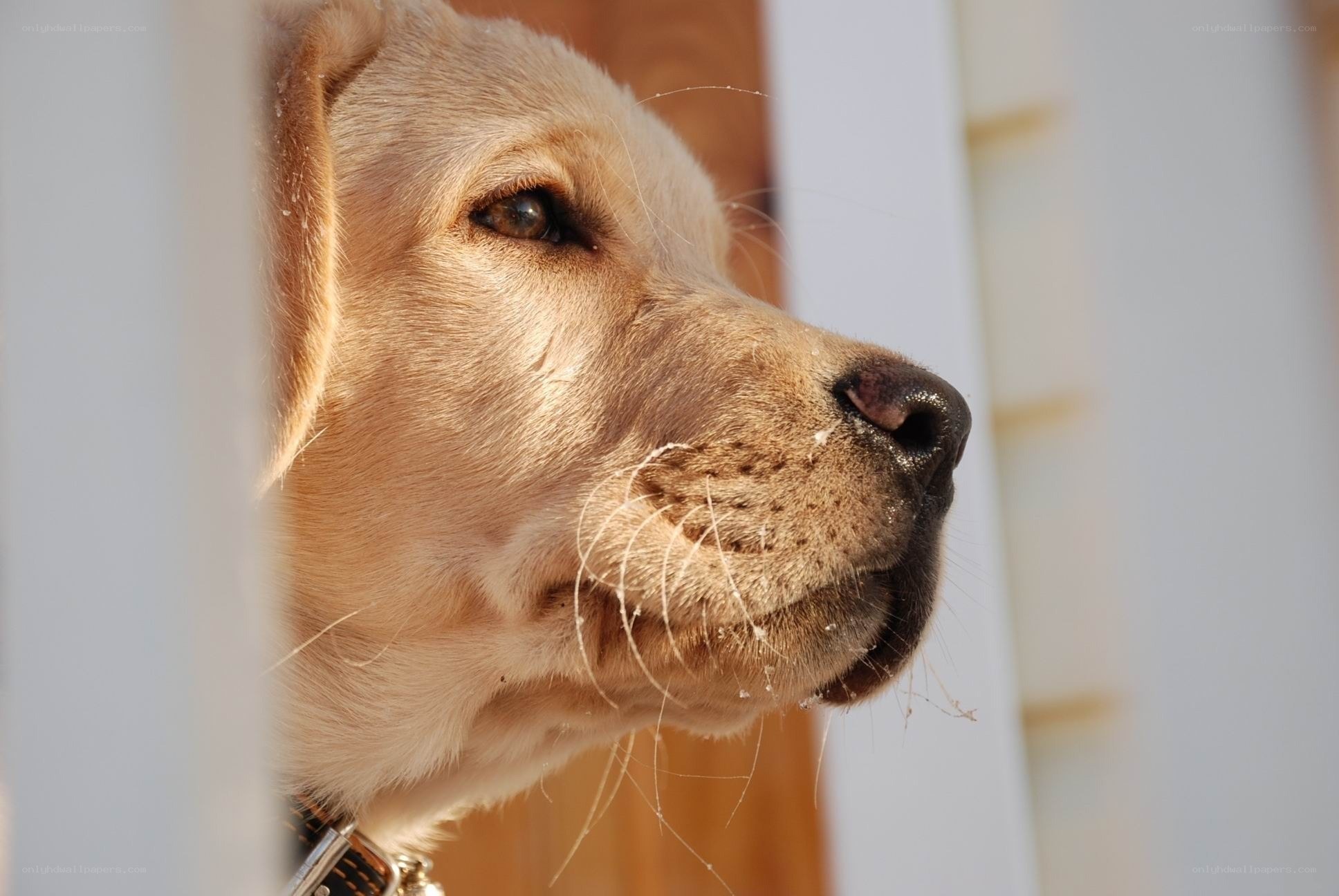 yellow labrador puppy