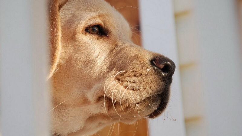 Yellow Labrador Puppy — Beige