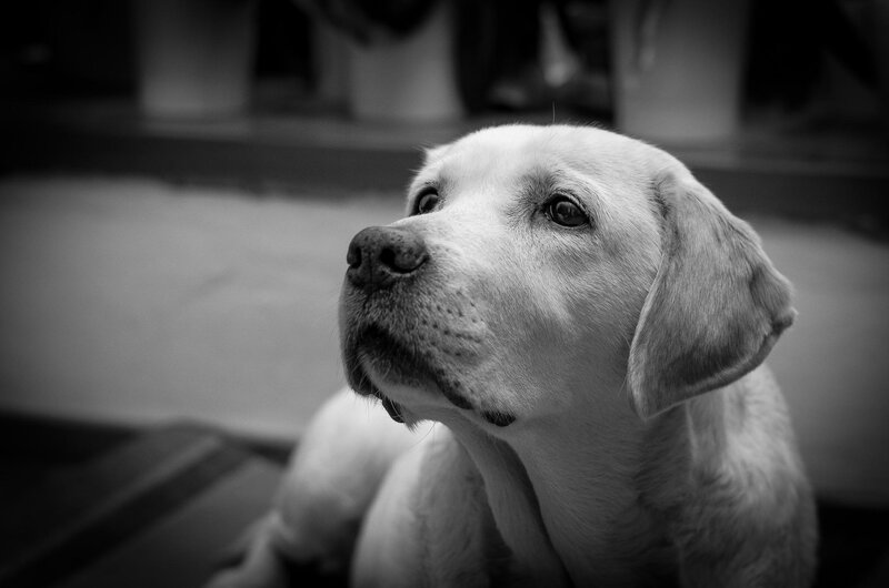 Yellow Labrador Puppy — Black