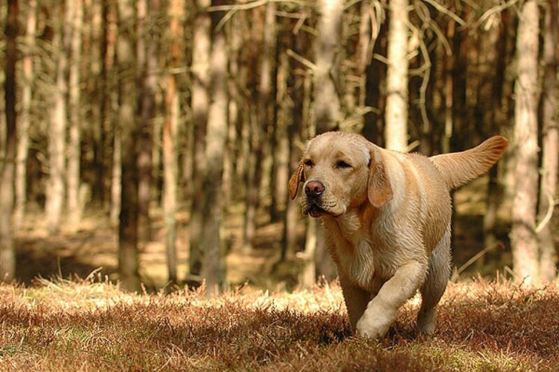 Yellow Labrador Puppy — Brown