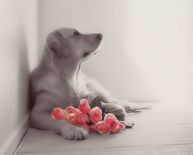 Yellow Labrador Puppy — Gray