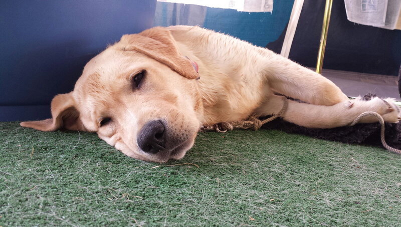 Yellow Labrador Puppy — Green