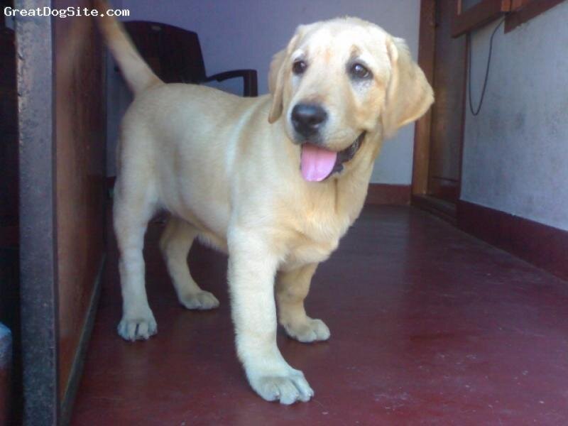 Yellow Labrador Puppy — Neutral
