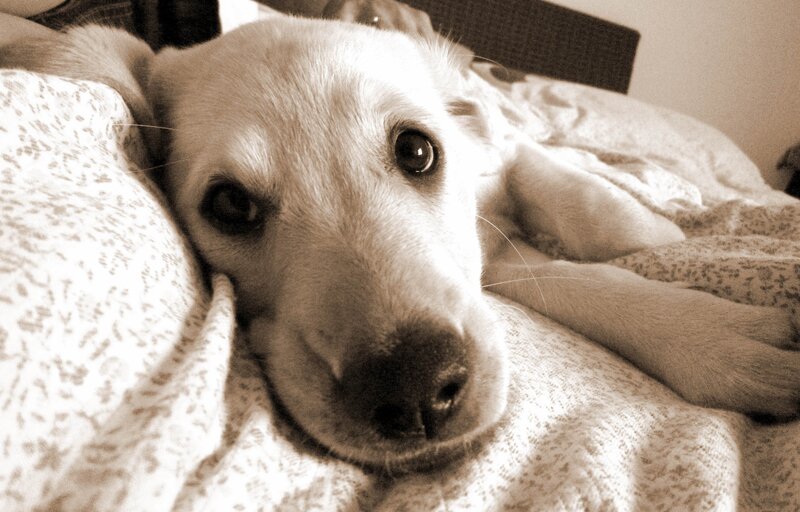 Yellow Labrador Puppy — Sepia