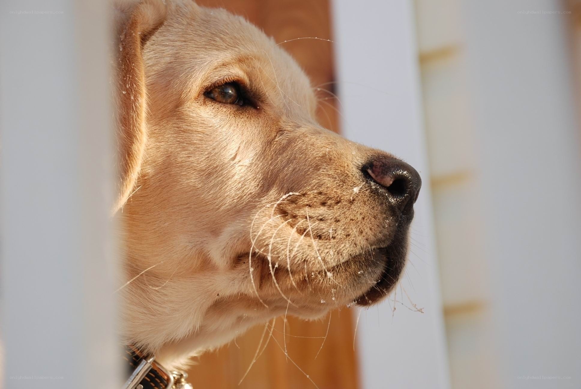 yellow labrador puppy