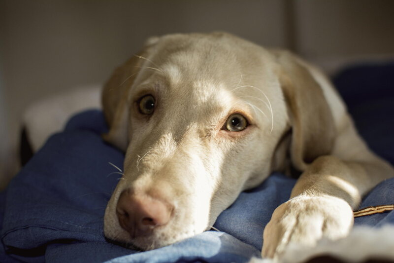 Yellow Labrador Resting — Blue