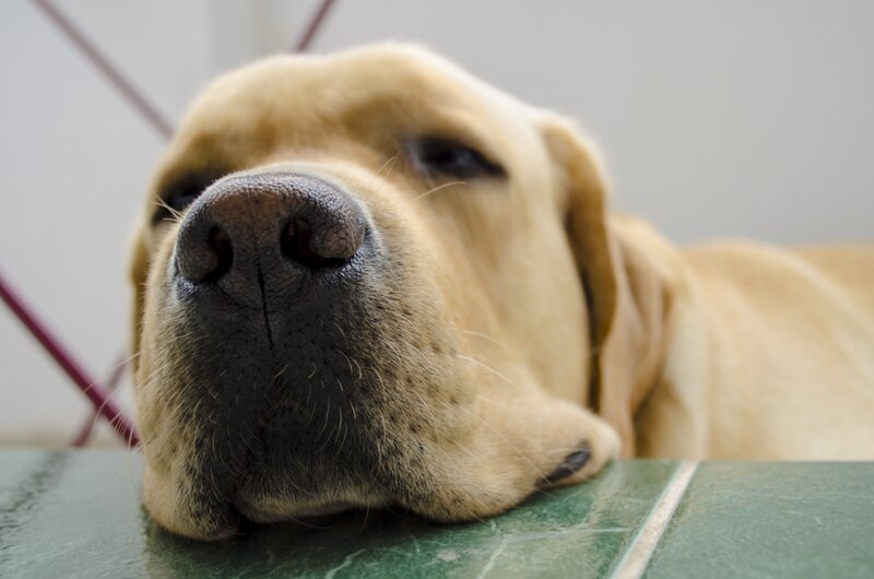 Yellow Labrador Resting — Calm