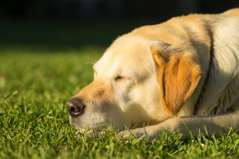 Yellow Labrador Resting — Green